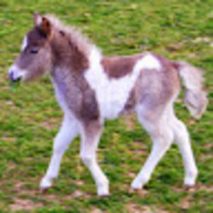 Meet your Posher, Rayelyn